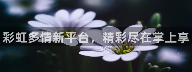彩虹多多官方正版下载